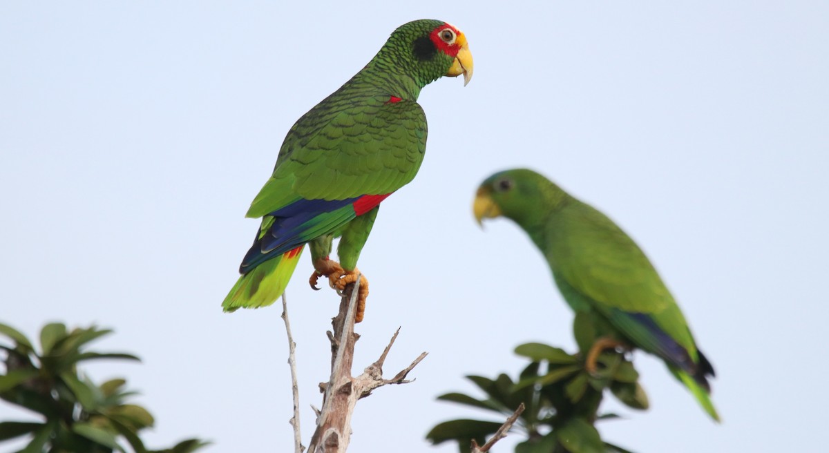 Yellow-lored Amazon - Leslie Penner