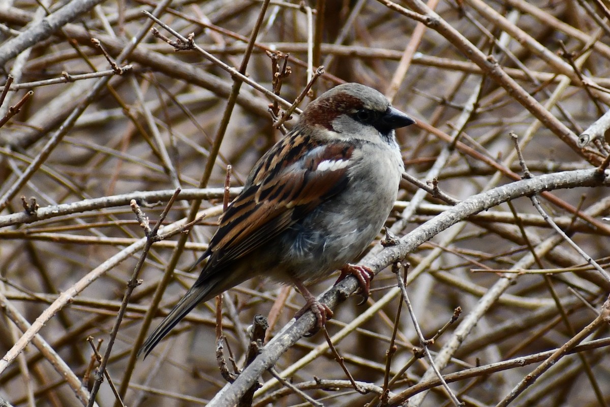 House Sparrow - ML297729661