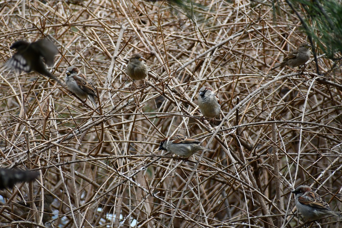 House Sparrow - Kevin Kelly