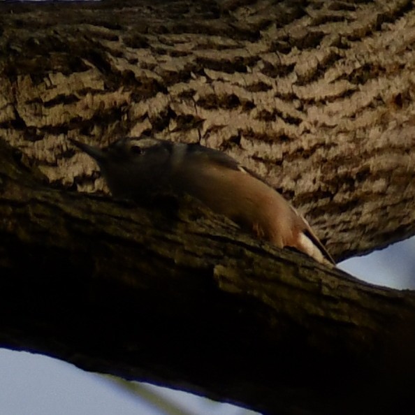 White-breasted Nuthatch - ML297729791