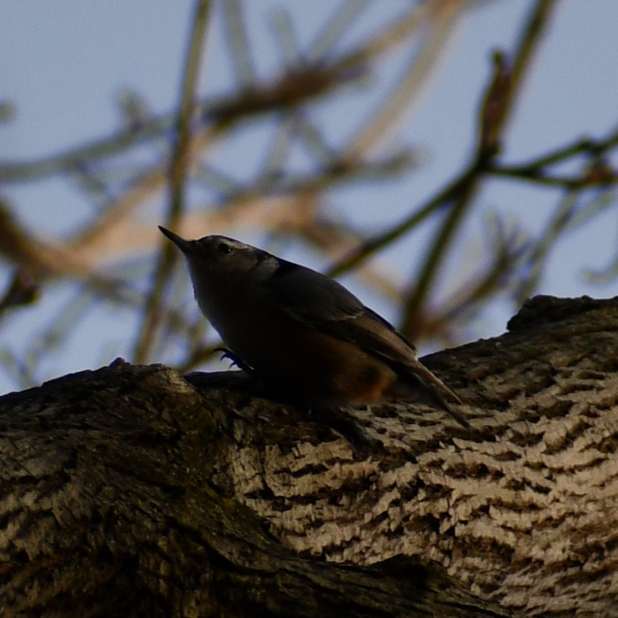 White-breasted Nuthatch - ML297729801