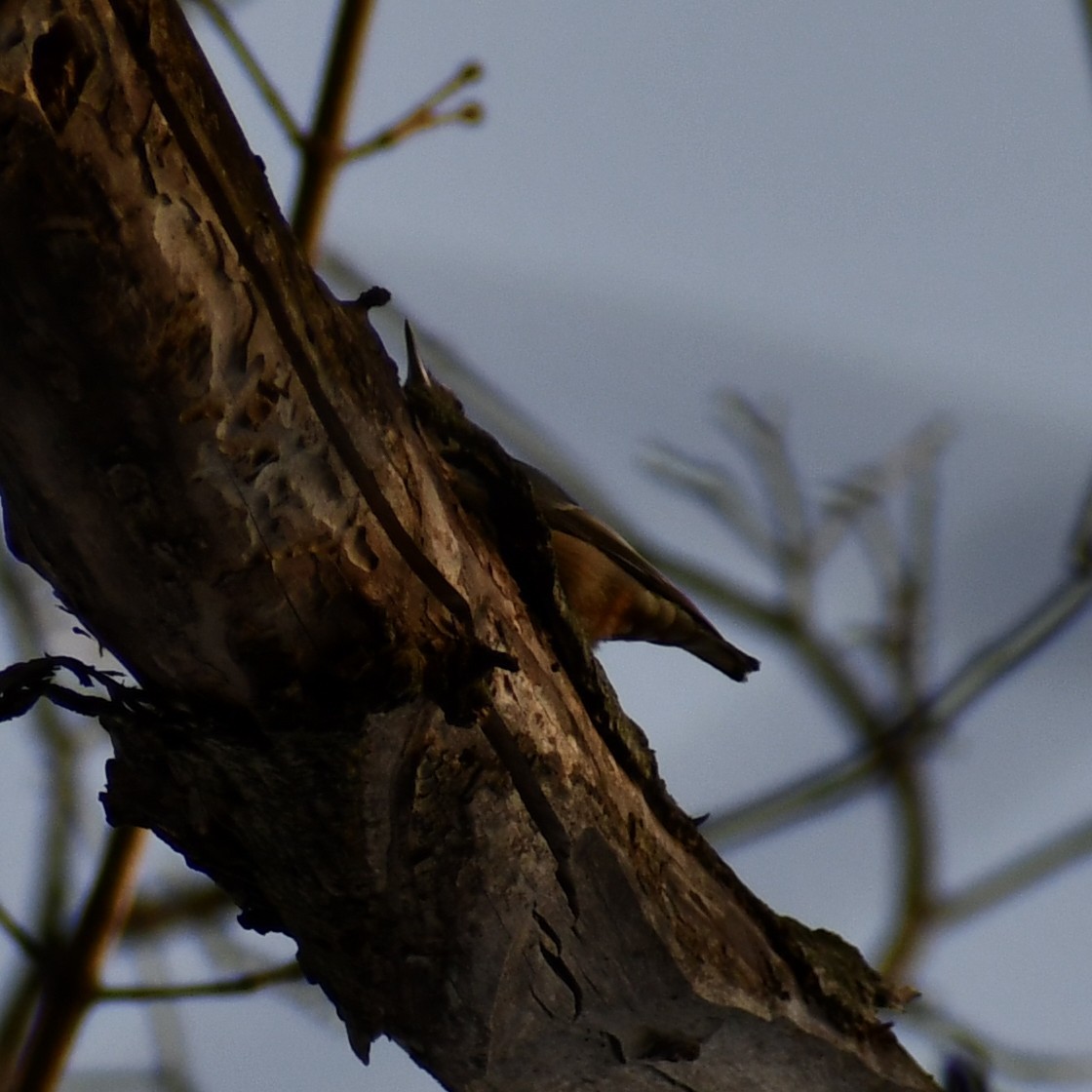 White-breasted Nuthatch - ML297729811