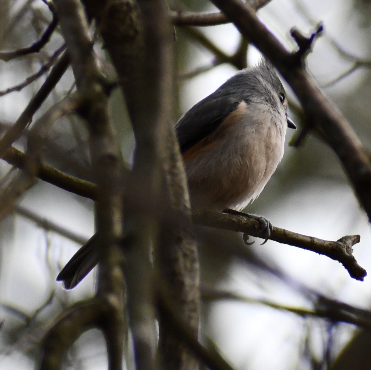 Tufted Titmouse - ML297729901