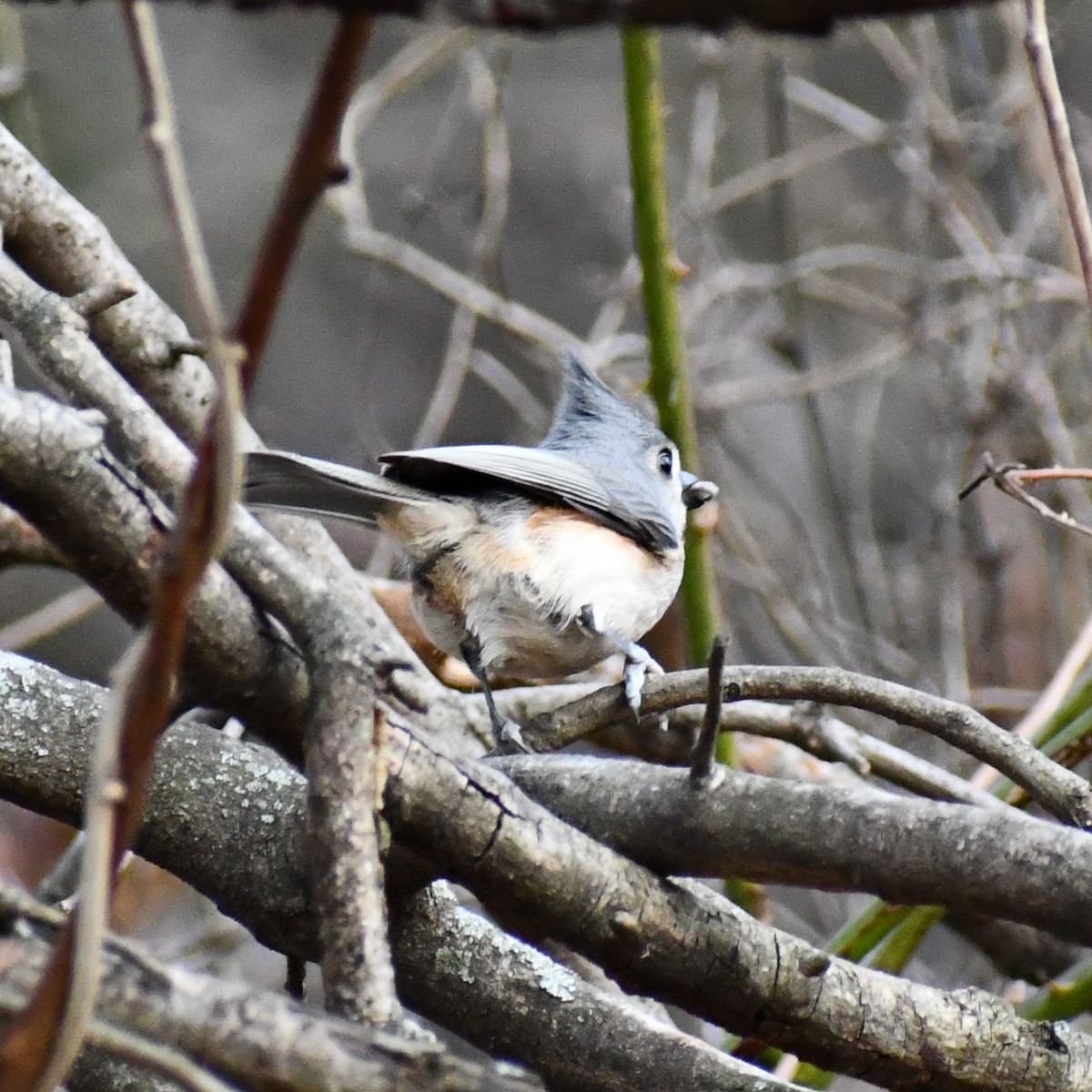 Tufted Titmouse - ML297729921