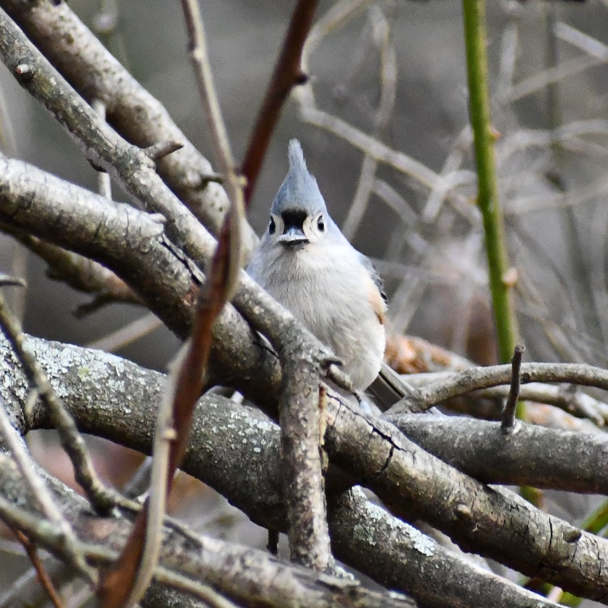 Tufted Titmouse - ML297729931