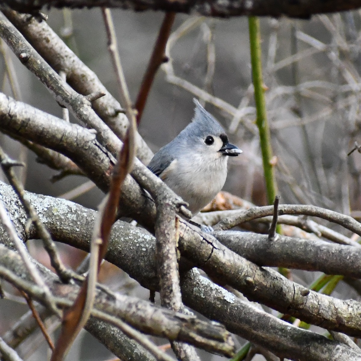 Tufted Titmouse - ML297729941