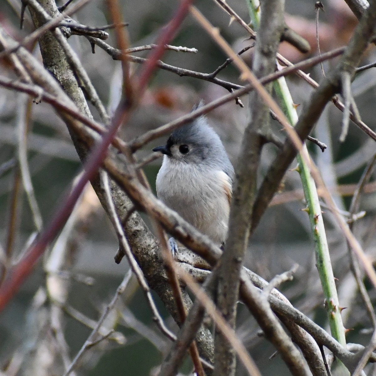 Tufted Titmouse - ML297729951