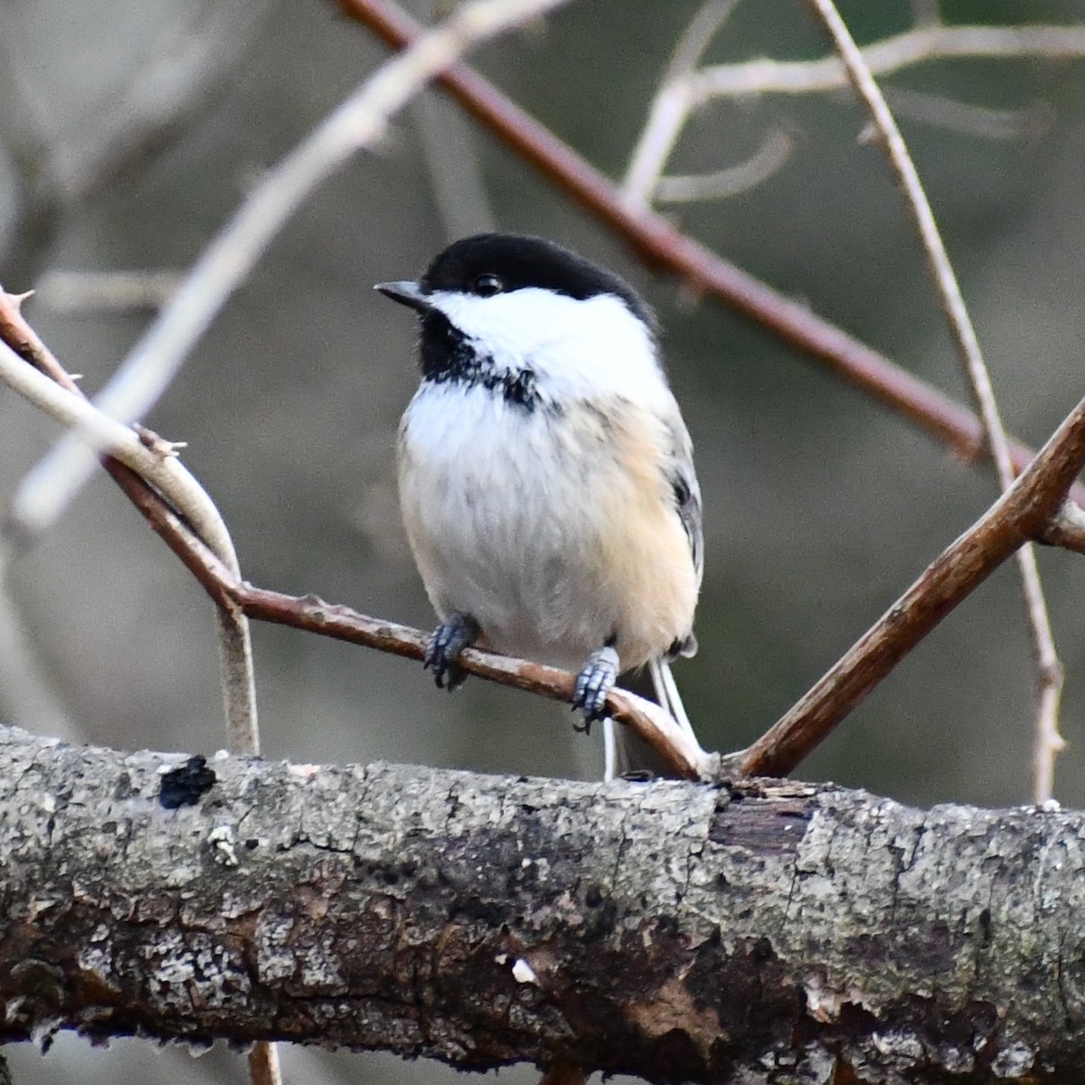 Black-capped Chickadee - ML297730061