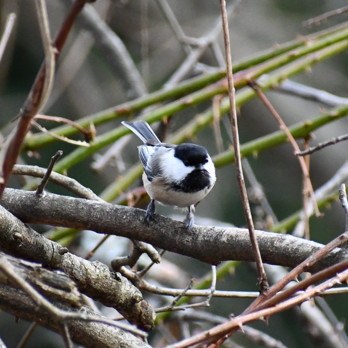 Black-capped Chickadee - ML297730081