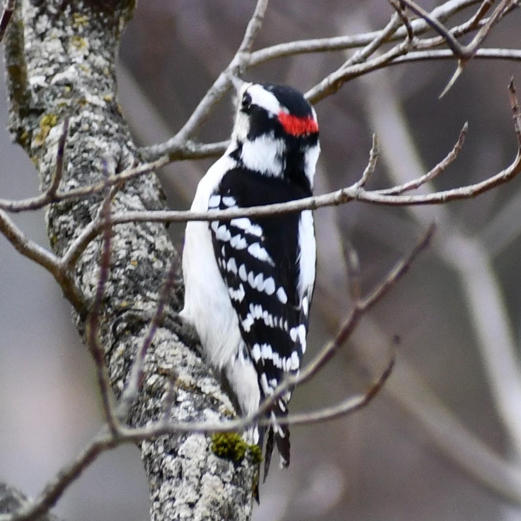 Downy Woodpecker - ML297730141