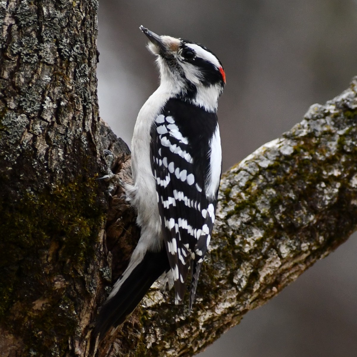 Downy Woodpecker - ML297730161