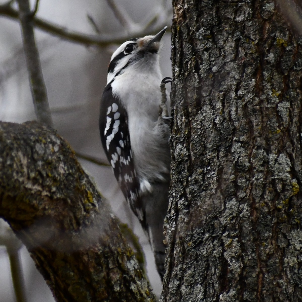 Downy Woodpecker - ML297730171