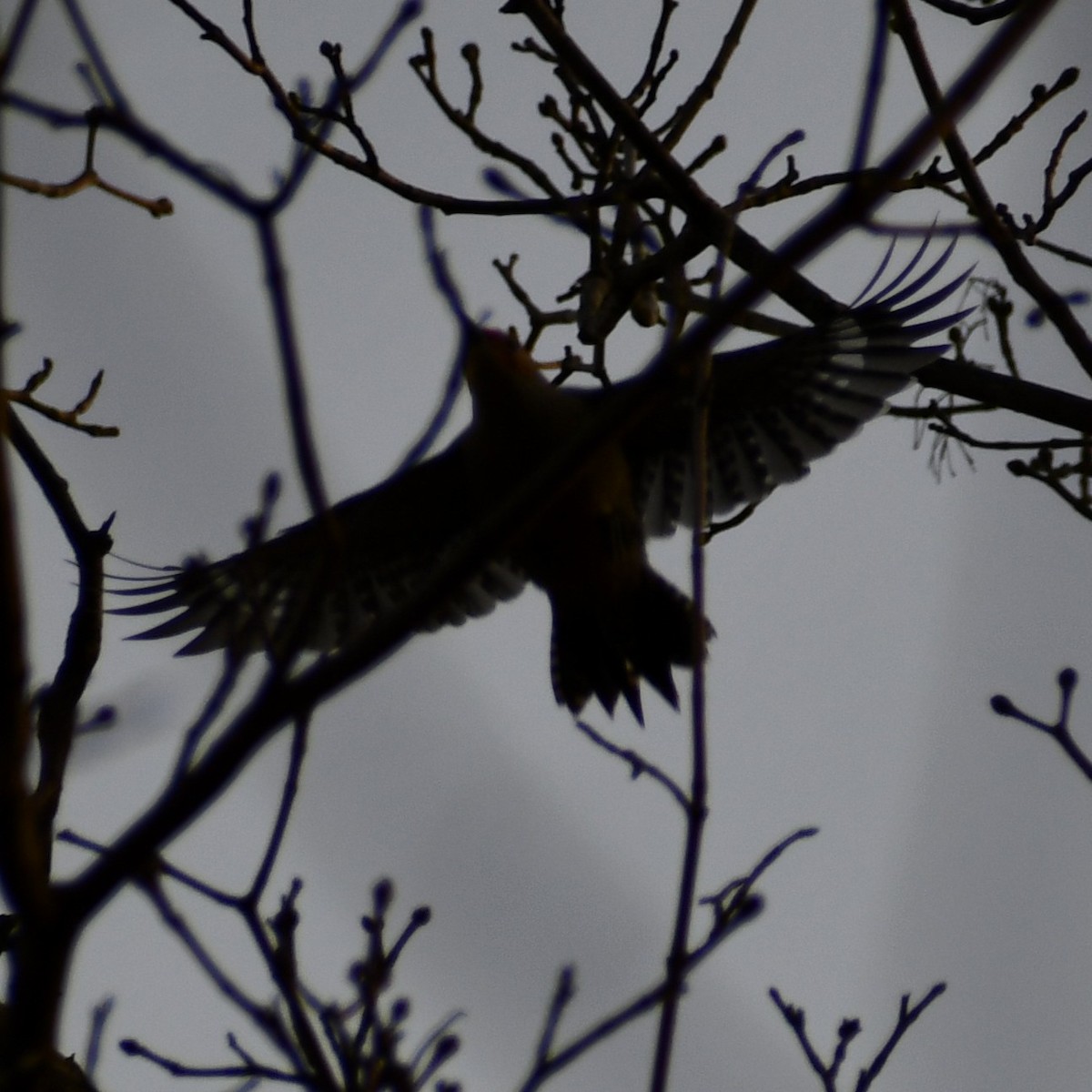 Red-bellied Woodpecker - ML297730571