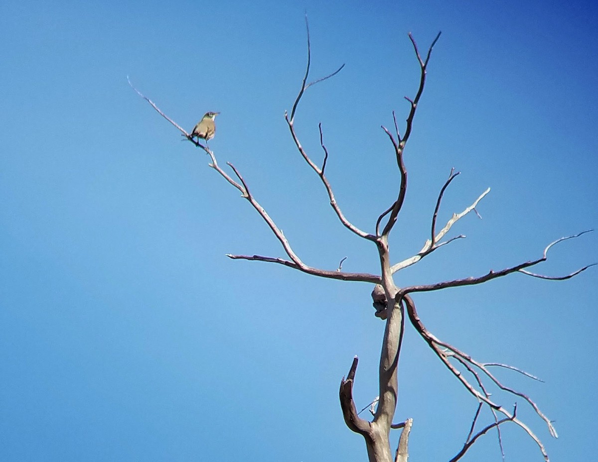 American Robin - ML297731881