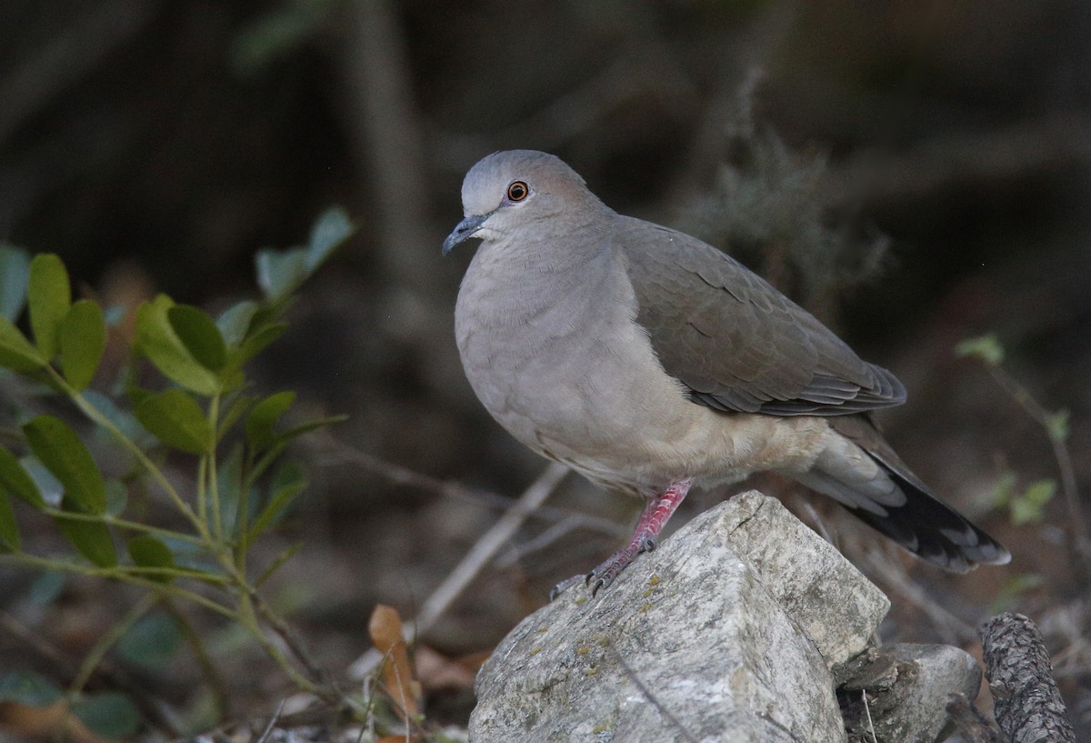 White-tipped Dove - ML297733481