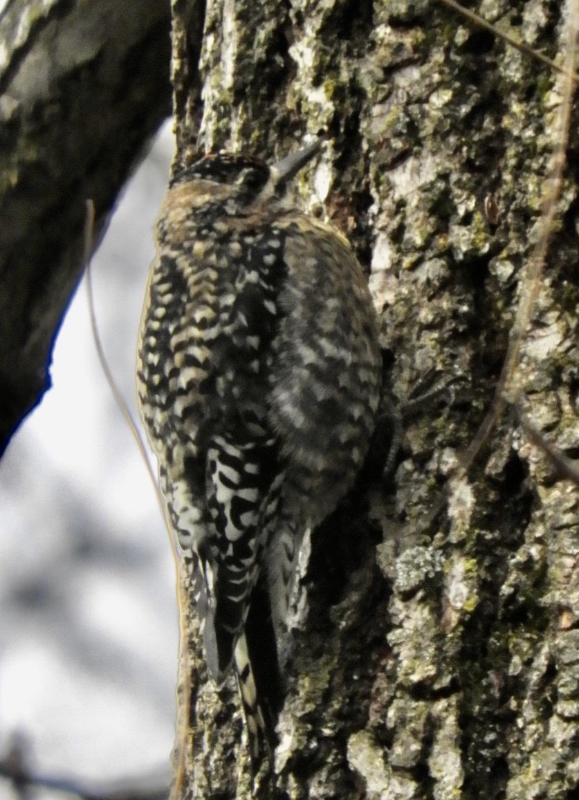 Yellow-bellied Sapsucker - Lois Rockhill