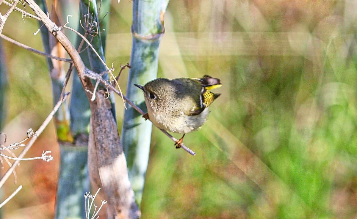 Ruby-crowned Kinglet - Douglas Hall