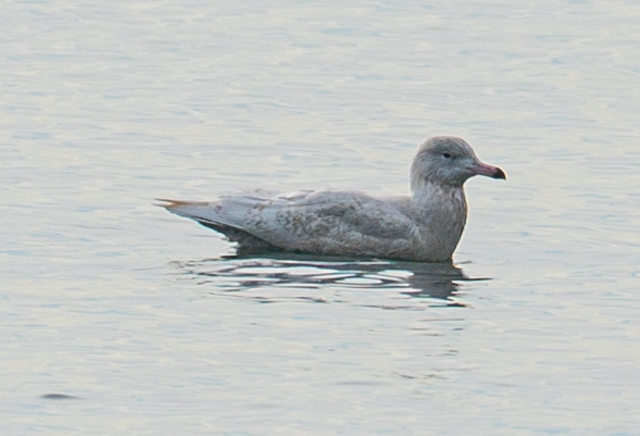 Glaucous Gull - ML297734771