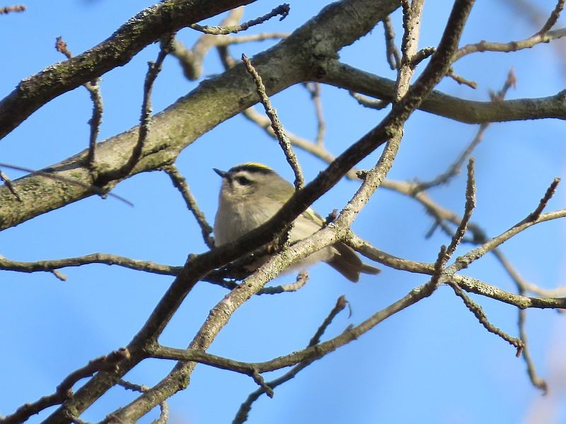 Roitelet à couronne dorée - ML297735341