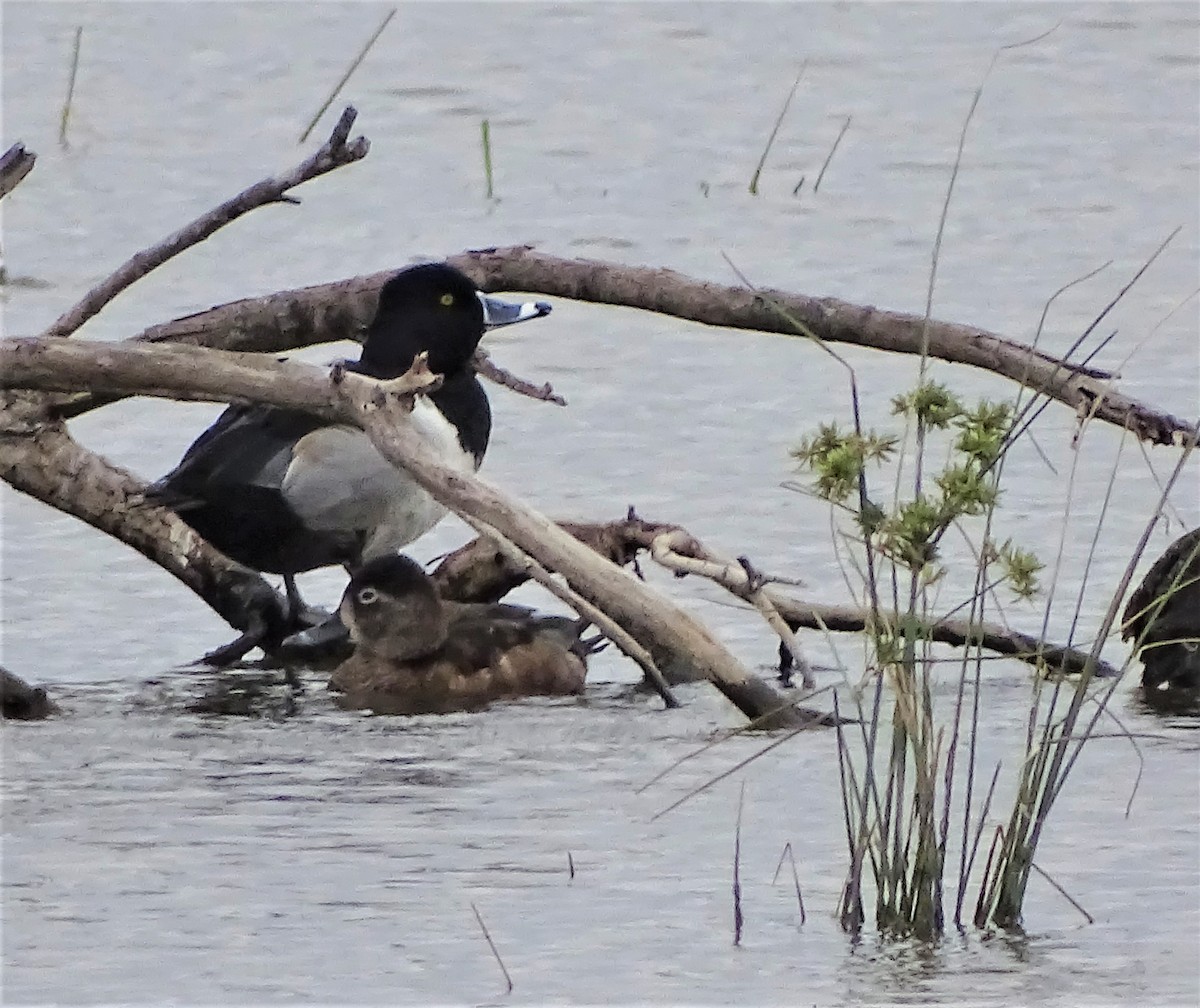 Ring-necked Duck - ML297737321