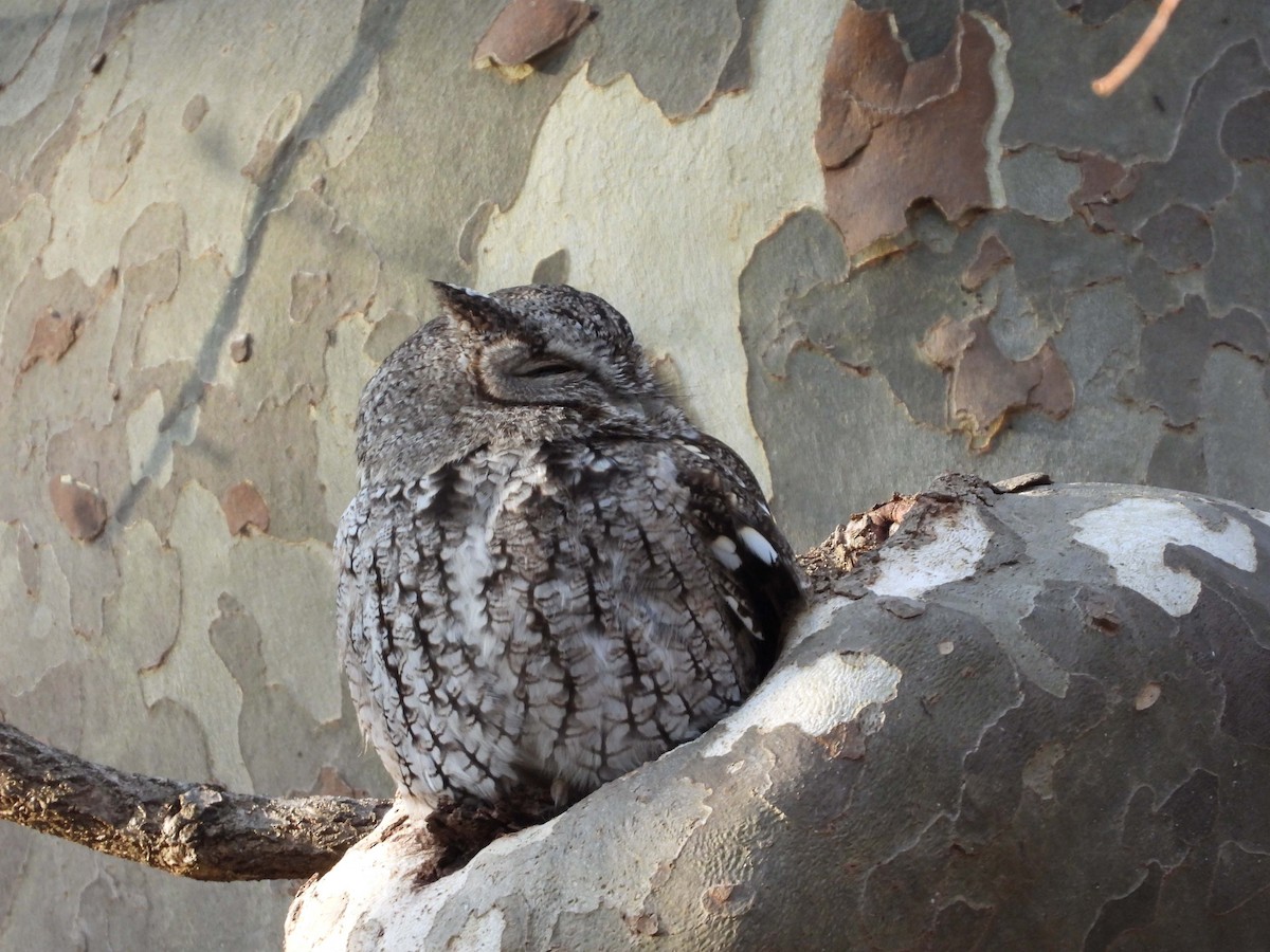 Eastern Screech-Owl - Doug Pfeiffer