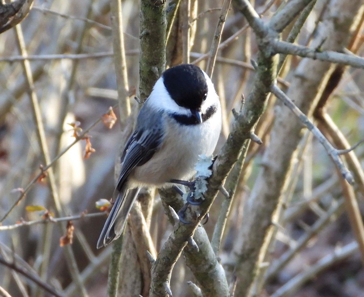 Mésange de Caroline ou M. à tête noire - ML297738081