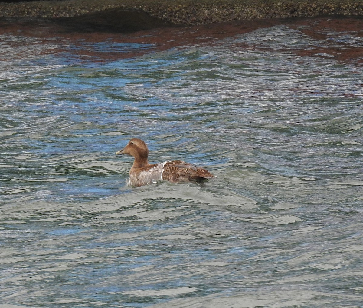 Common Eider - ML297739451