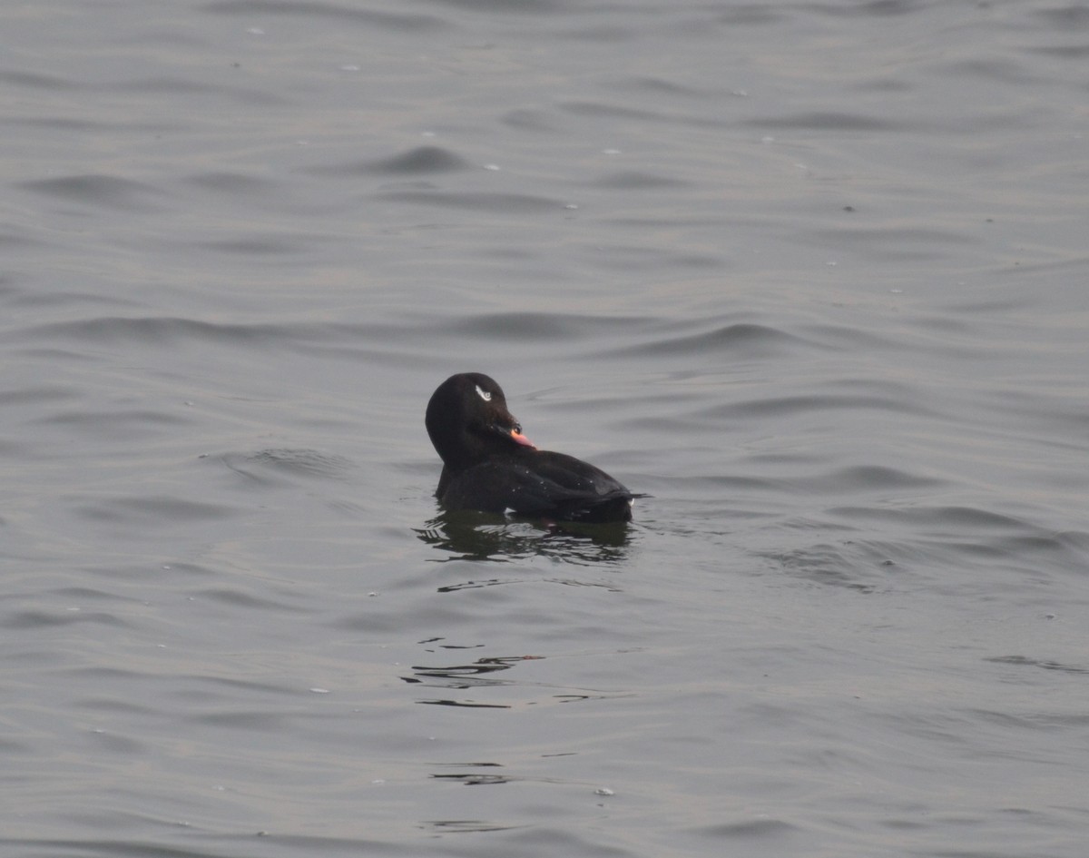 White-winged Scoter - ML297741701