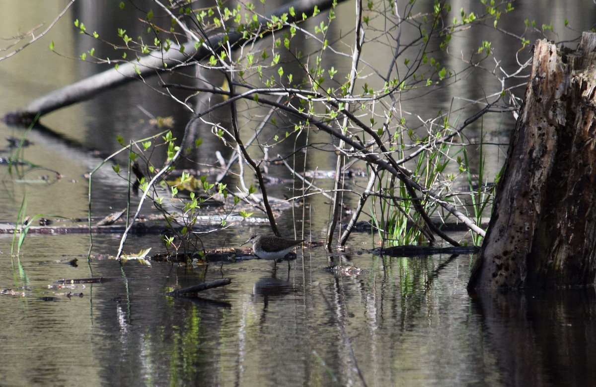 Solitary Sandpiper - ML297742111