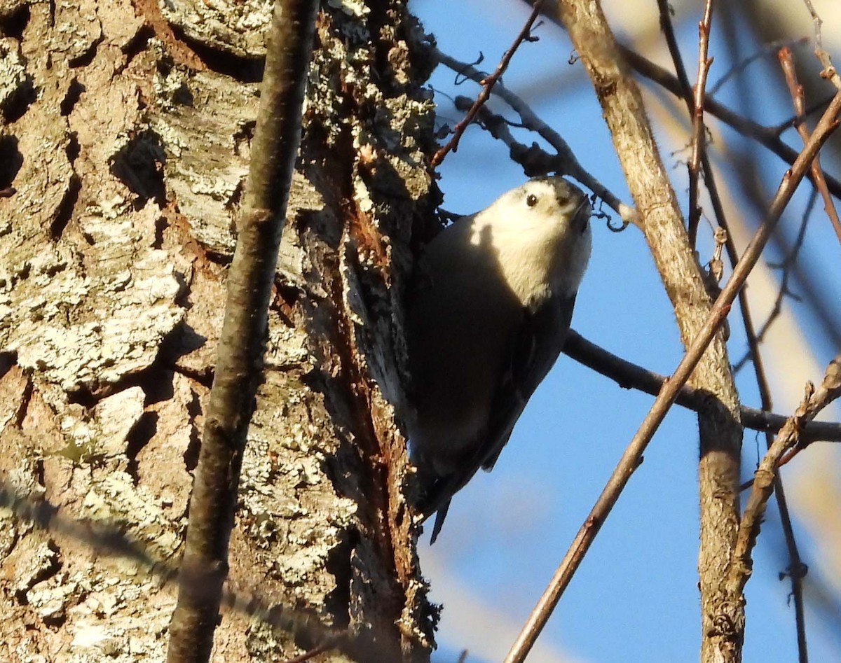 White-breasted Nuthatch - Doug Pfeiffer