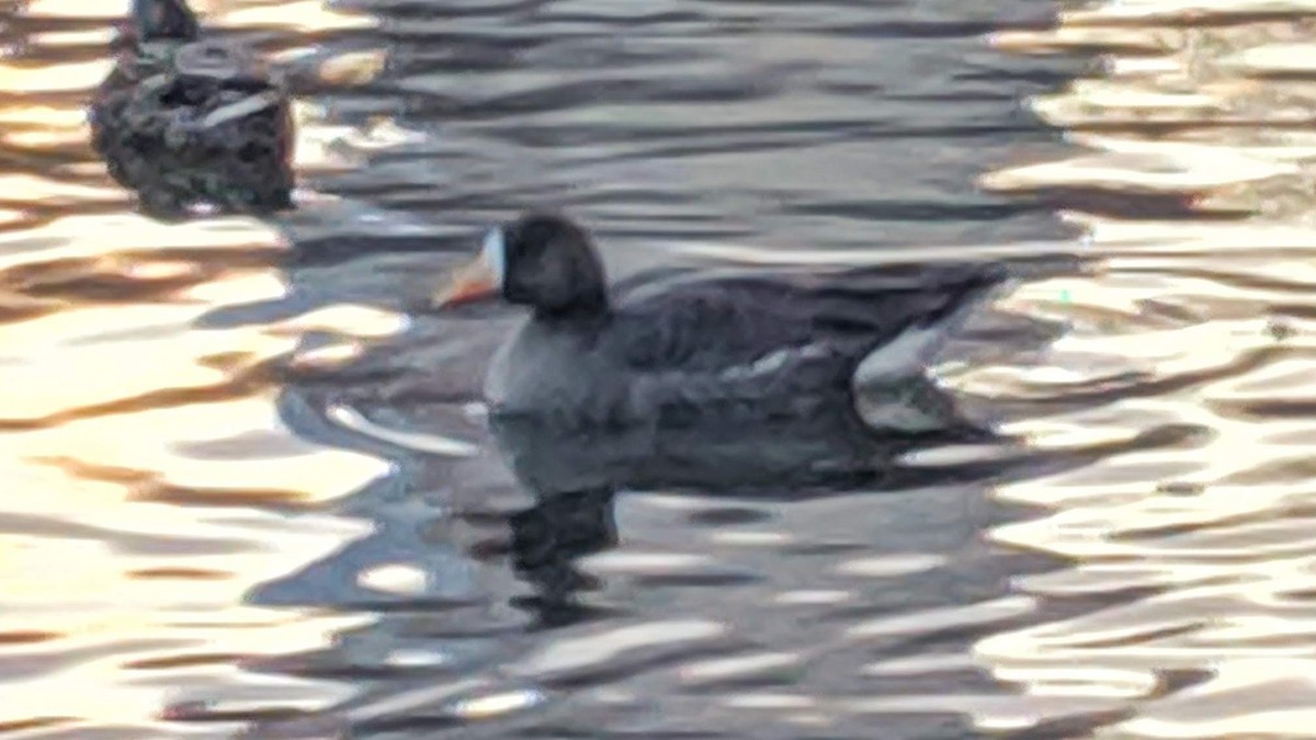 Greater White-fronted Goose - ML297742971