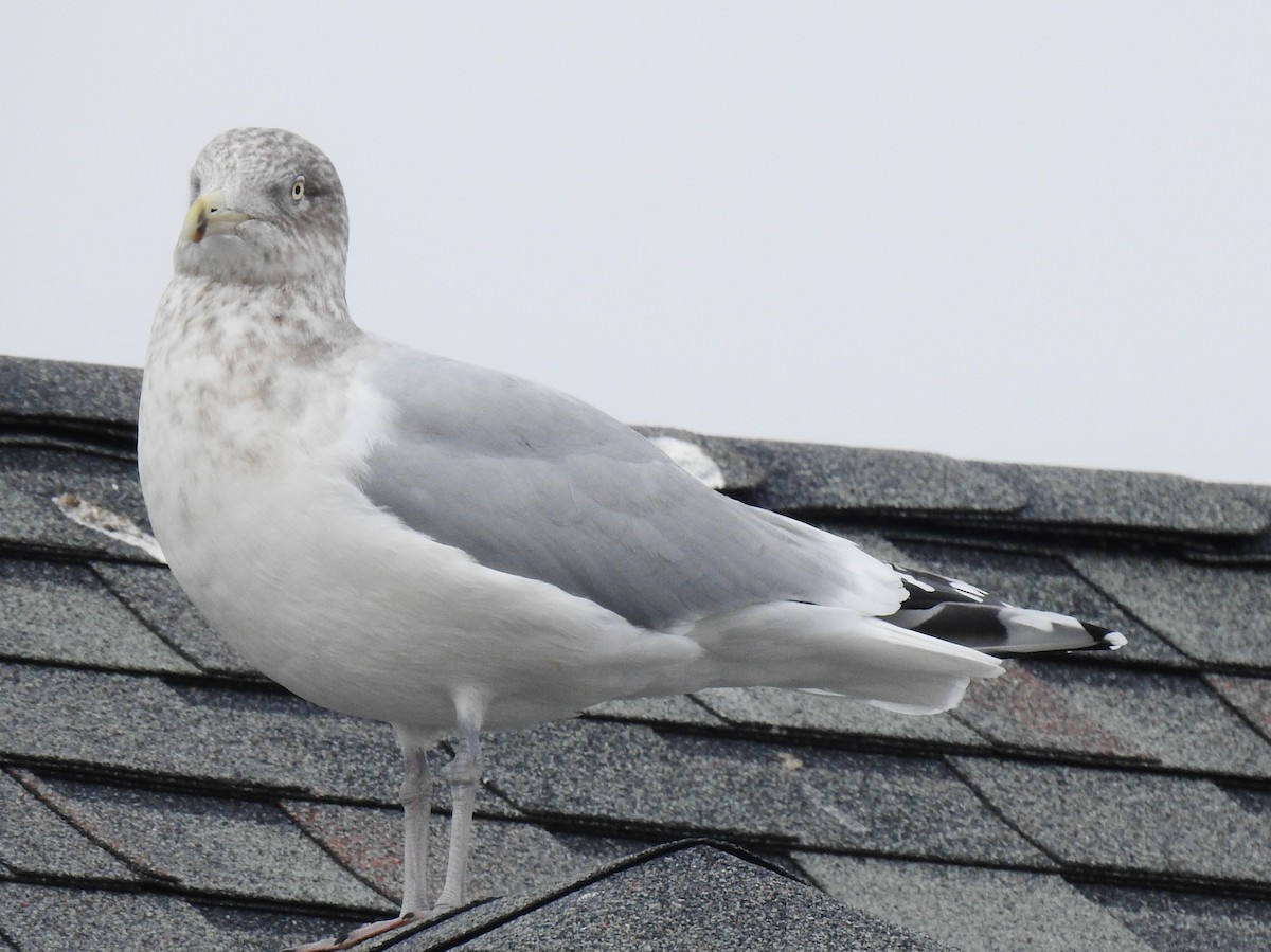 Herring Gull - ML297743661