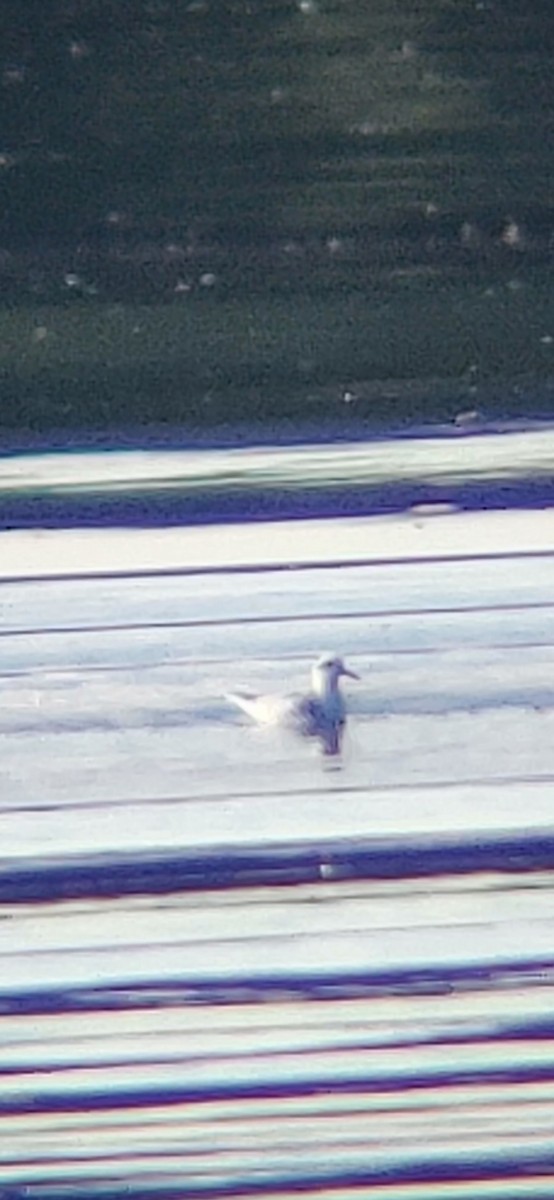 Red Phalarope - ML297747391