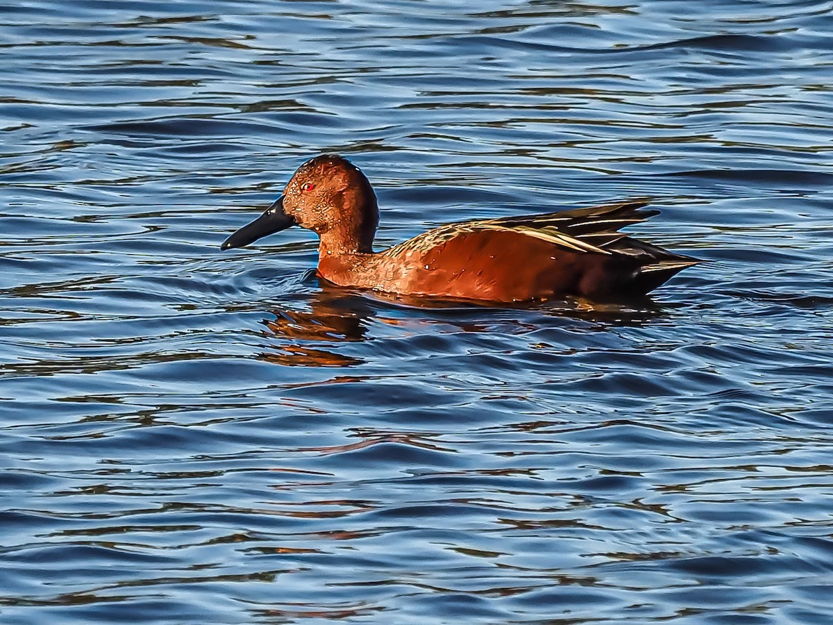 Cinnamon Teal - ML297748091