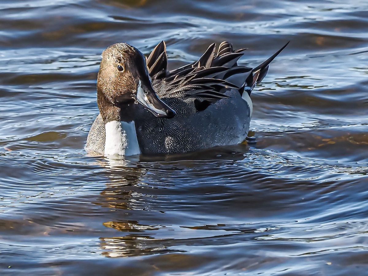 Northern Pintail - ML297748181