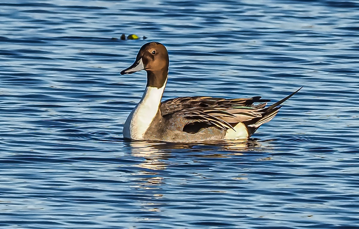 Northern Pintail - Dwayne Litteer