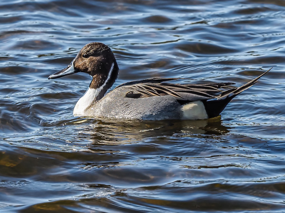 Northern Pintail - ML297748211