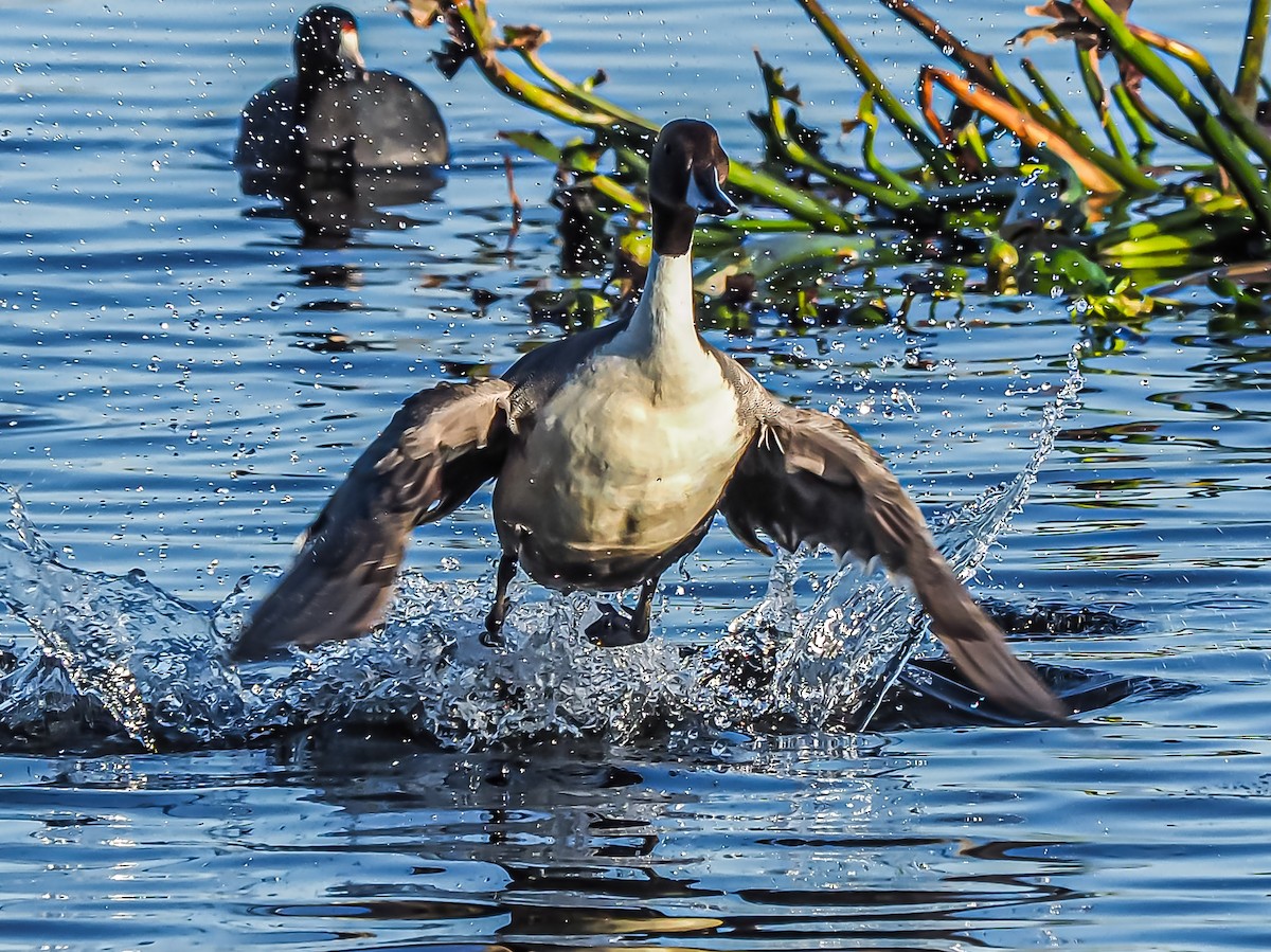 Northern Pintail - ML297748221