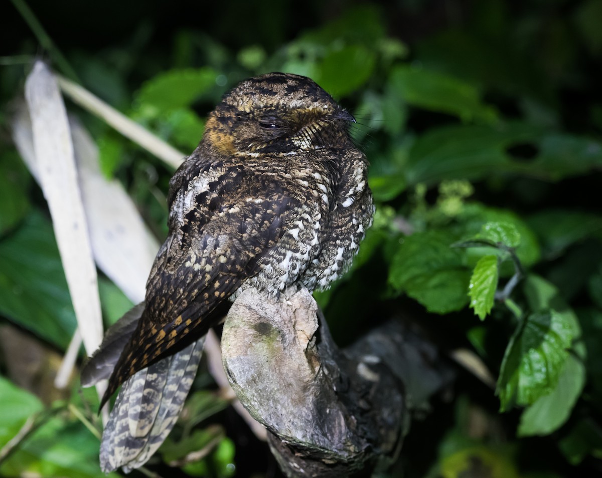 Yucatan Nightjar - Isaias Morataya