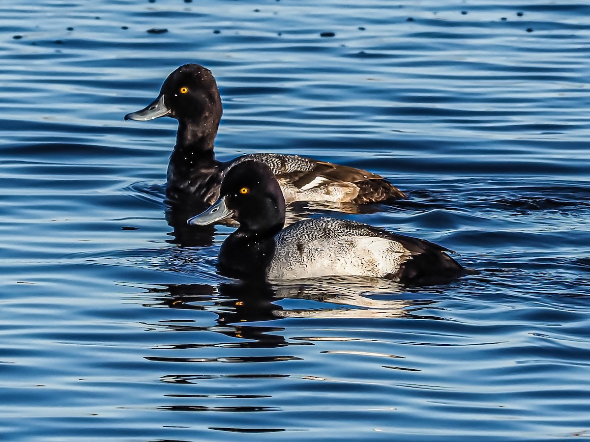 Lesser Scaup - ML297748401