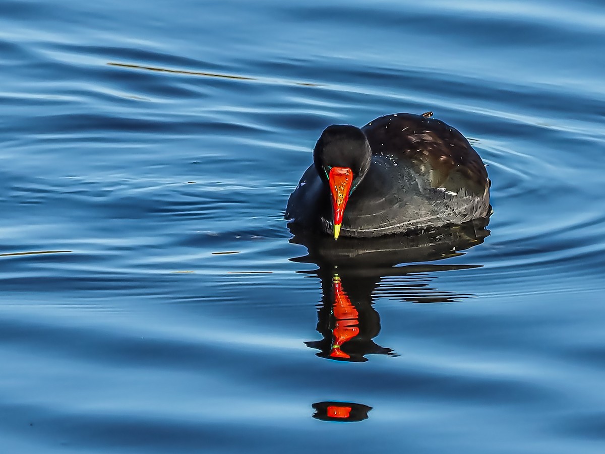 Common Gallinule - ML297748511