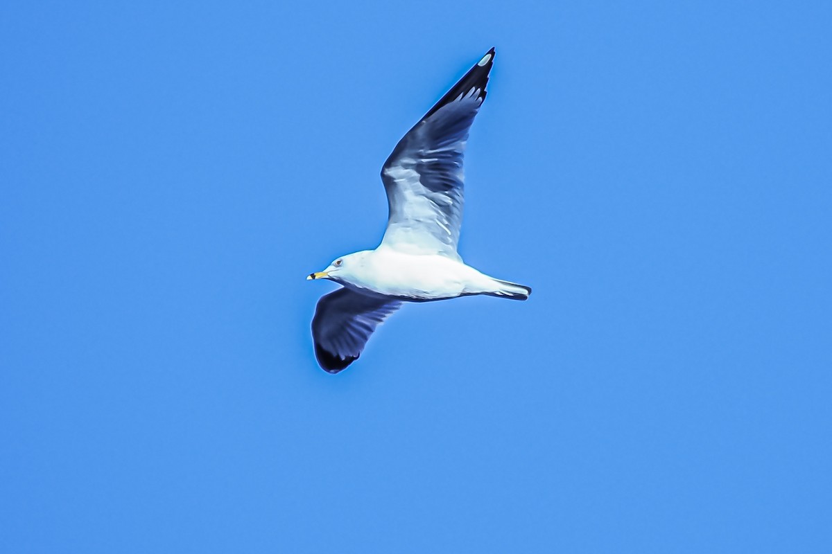 Ring-billed Gull - ML297748591