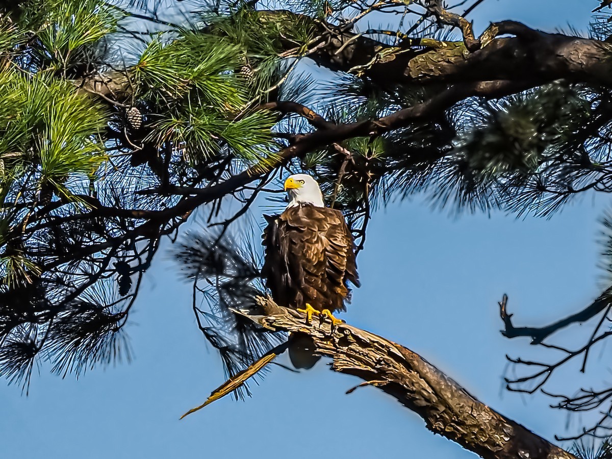 Bald Eagle - ML297748791