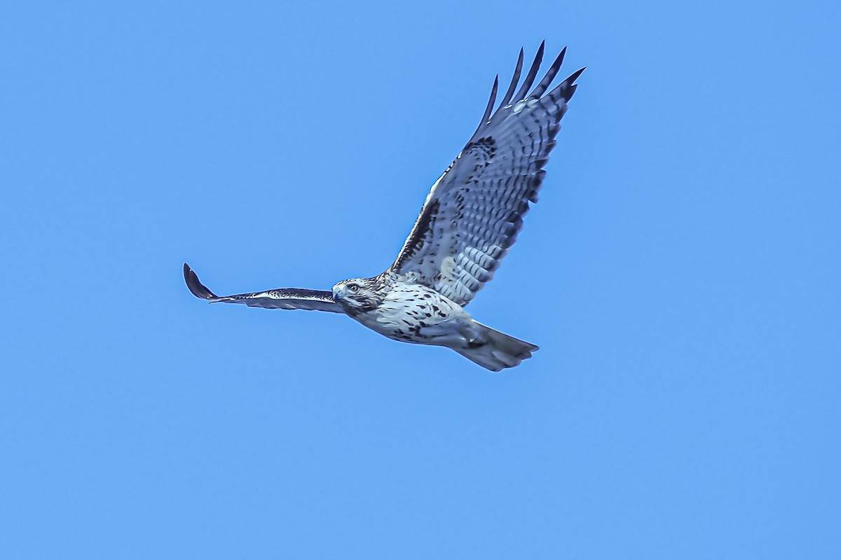 Red-tailed Hawk - Dwayne Litteer