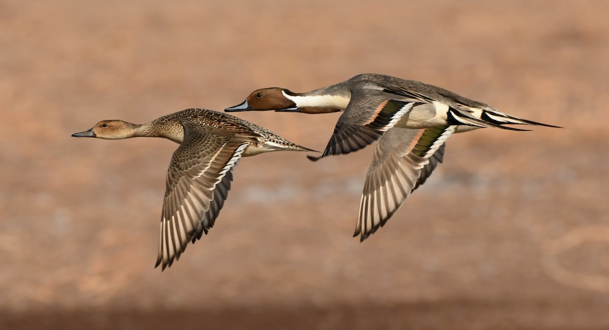 Northern Pintail - Tony Battiste