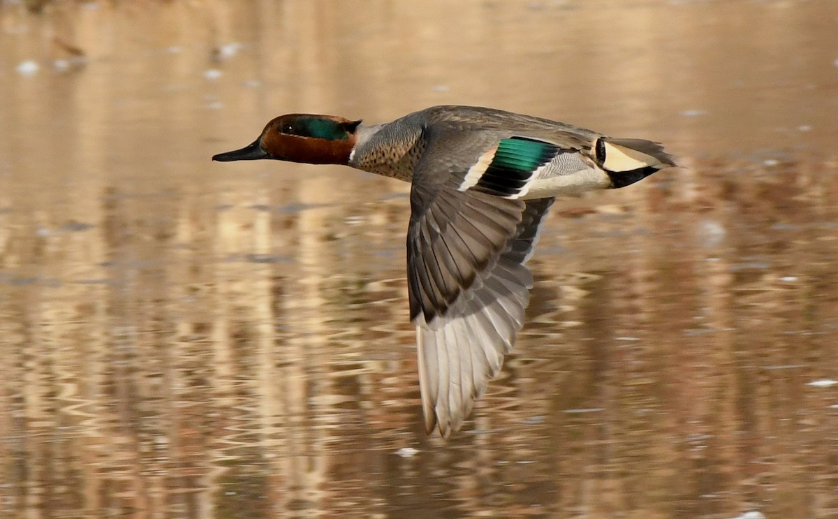 Green-winged Teal - ML297748971
