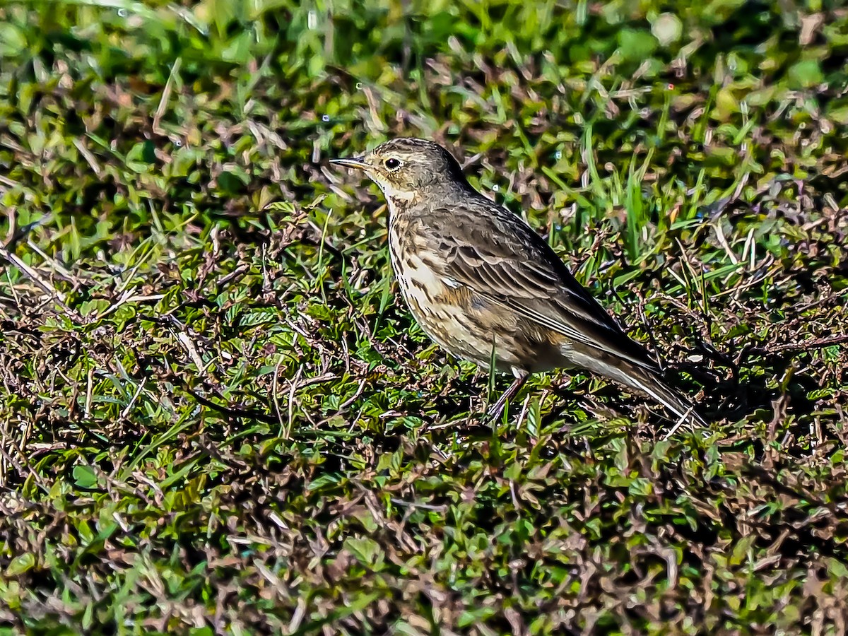 American Pipit - ML297749041