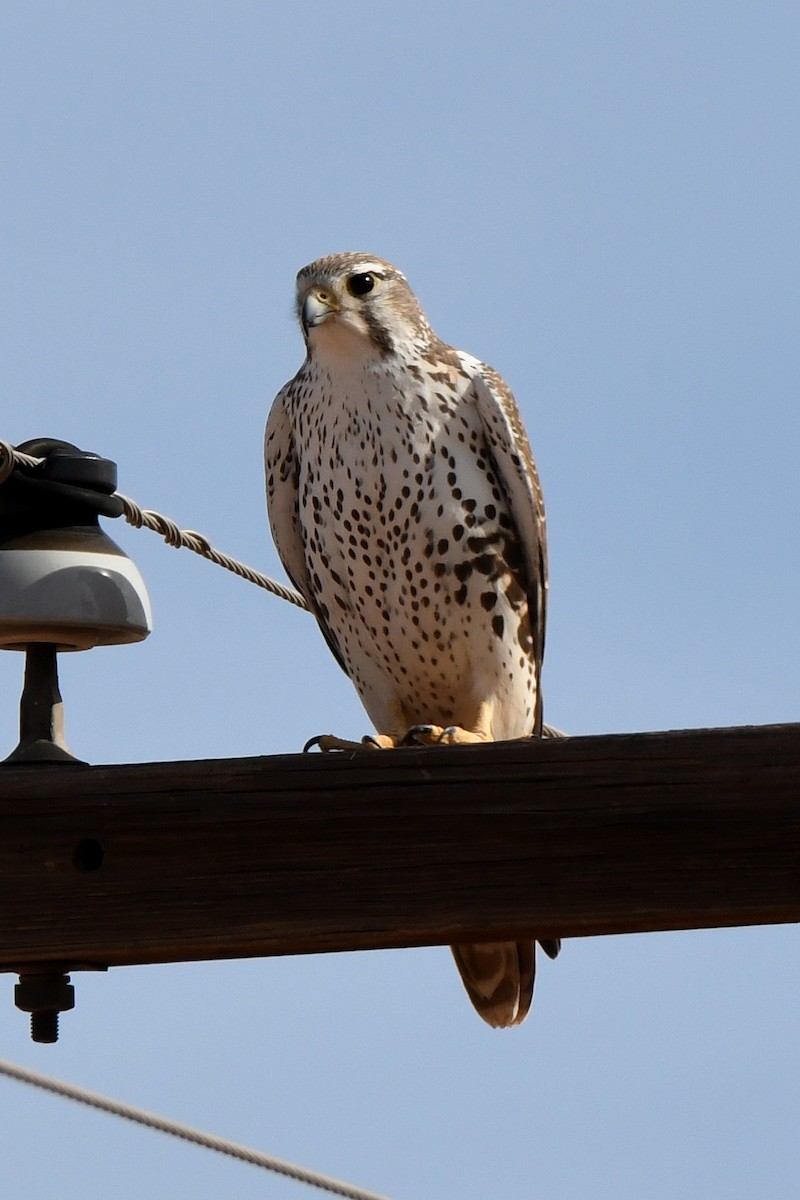 Prairie Falcon - ML297749091