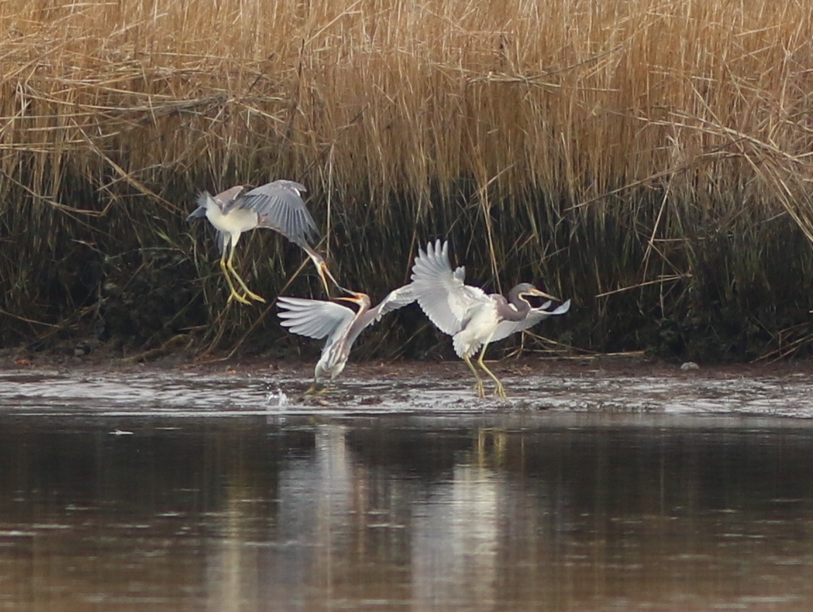 Aigrette tricolore - ML297751581