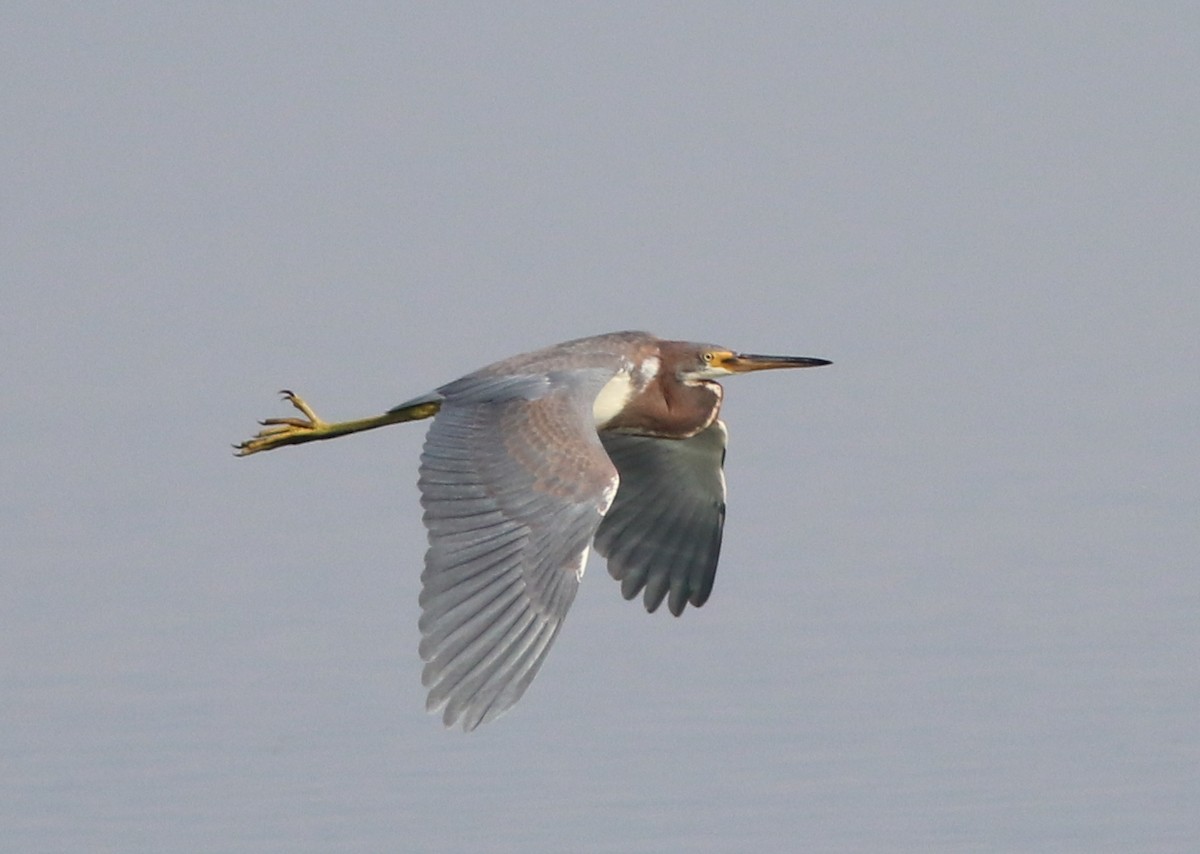 Aigrette tricolore - ML297751611